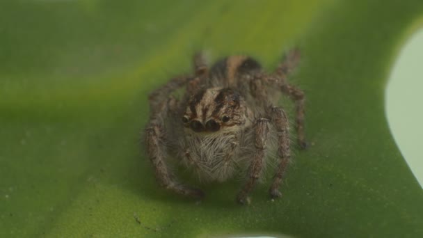 Macro full shot of a grey spider on a leaf — Stock Video