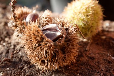 kestane kabuğu içinde