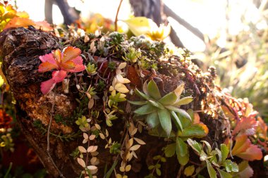 bitkiler ve çiçekler