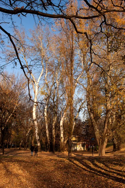 Parco autunnale con foglie dorate sul tempo soleggiato — Foto Stock