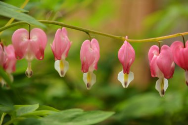Güzel bir çiçek makro: kanayan kalp
