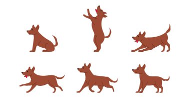 Sıradan melez köpek çeşitli pozlar veriyor.