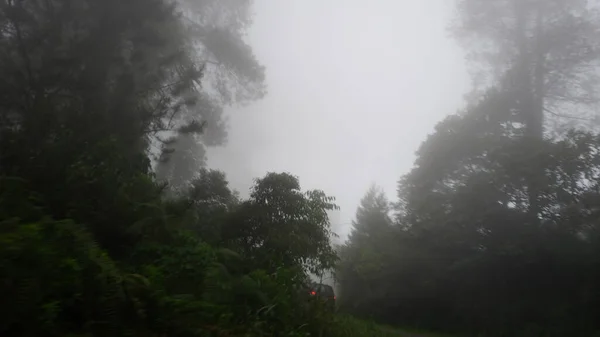 Sillhoute Forêt Matur Sumatera Ouest Dans Environnement Brumeux — Photo