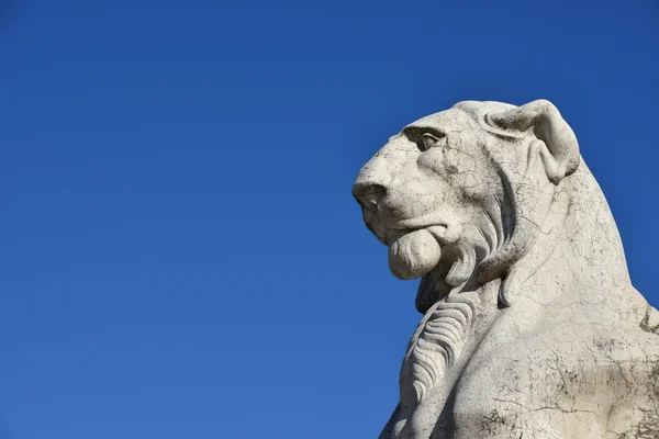 Görkemli Aslan (ile kopya alanı) — Stok fotoğraf