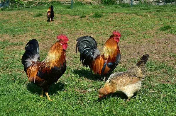 Two cocks and a hen — Stock Photo, Image