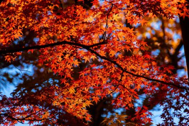 Sonbahar titreşimleri. Arka planda kırmızı akçaağaç yaprakları veya Momiji arkaplanı