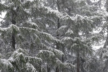 Kış arkaplanı olarak karla kaplı ateşler