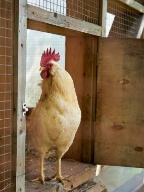 tavuk, kümes hayvanı, hayvan, evcil hayvan, hayvan