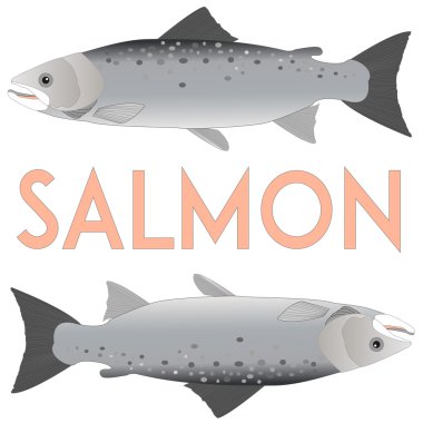 Somon beyazı izole eder.