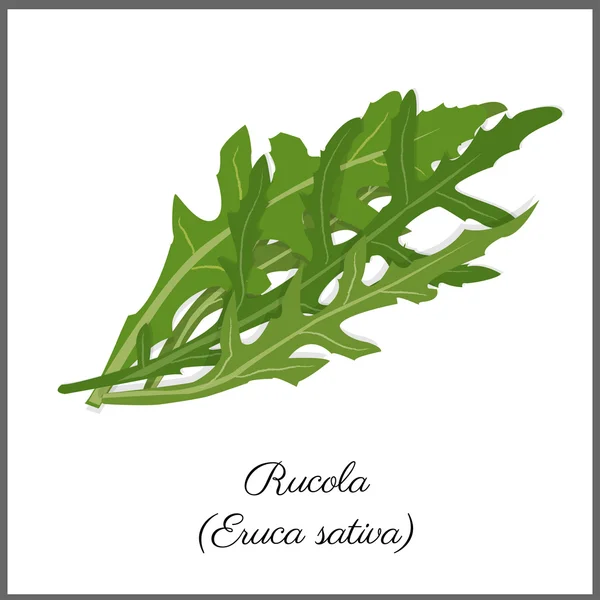 Rucola beyaz üst görünümünde izole