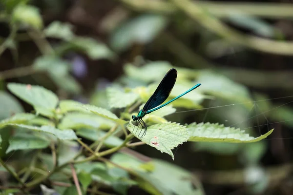 yusufçuk bir ağaç dalı