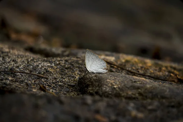 Ölülerin kelebeği yerde