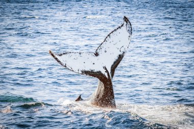 Avustralya açıklarında Pasifik Okyanusunda su sıçrayan balina kuyruğu.