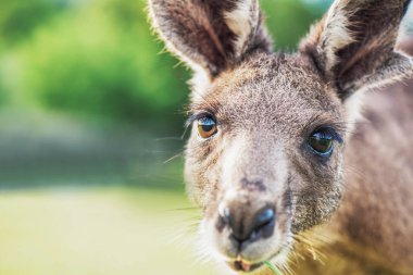 Kamera çerçevesine yaklaşan kanguru yüzünü kapatın.