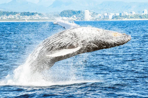 Vista Cercana Una Ballena Penetrando Océano Frente Costa Australiana — Foto de Stock