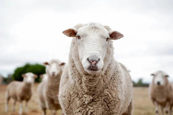 Una Pecora Recinto Con Qualche Altra Pecora Dietro Lui Australia — Foto Stock