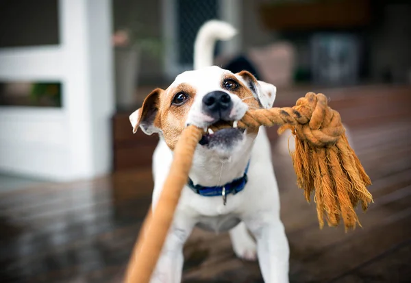 Fox Terrier Köpeği oyun oynarken ipi çekiştiriyor