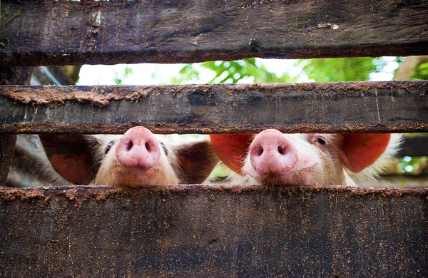 Two pigs\' noses peeking through the wooden slats of a fence in their pig pen