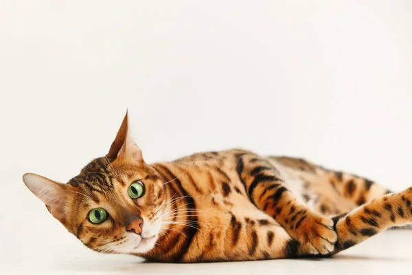 Beautiful Surprised Amazed Cute Ginger Striped Bengal Cat Lying White — Stock Photo, Image