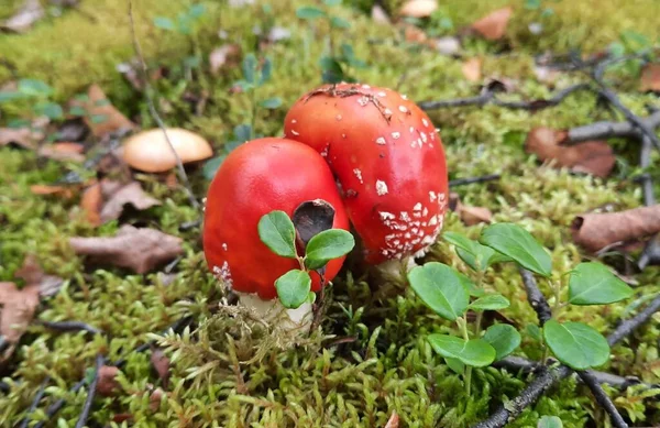 The nature of the Russian North.  Autumn. Fly agarics are mushrooms that attract the eye.