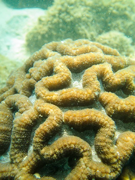 Fechado até pólipo de coral cerebral — Fotografia de Stock