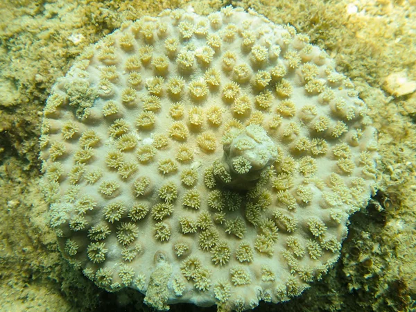 Fechado até coral de pólipo — Fotografia de Stock