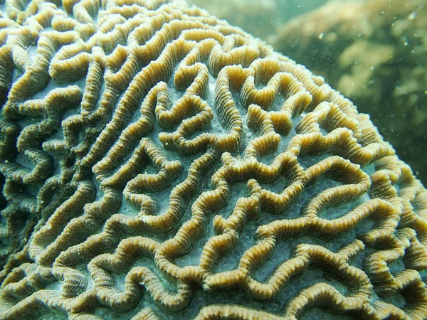 Fechado até pólipo de coral cerebral — Fotografia de Stock