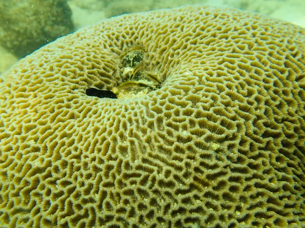 Perto do pólipo de coral maciço — Fotografia de Stock