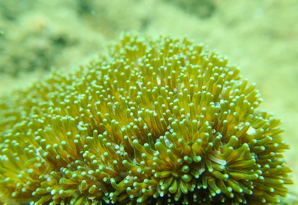 Stängt upp till koraller polyp — Stockfoto