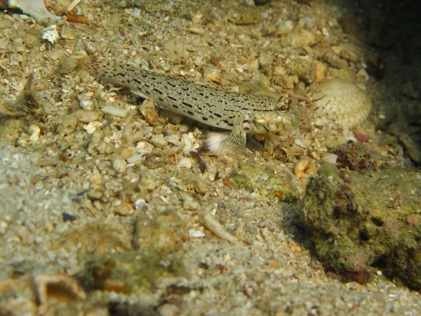 Arrecife de peces Gobiidae — Foto de Stock