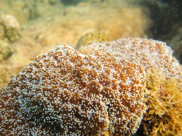 Coral de pólipo, Galaxea — Fotografia de Stock