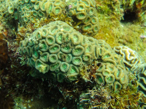 거 대 한 산호, Favia — 스톡 사진