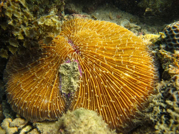 Coral de cogumelos marrons — Fotografia de Stock