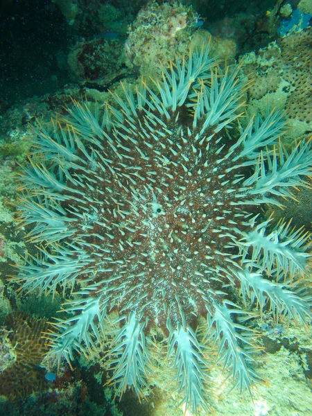 Seestern, Dornenkrone ist ein Korallenräuber — Stockfoto