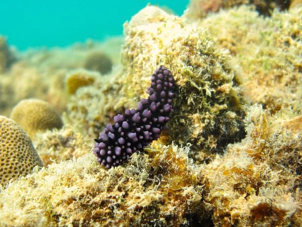 Nudibranch roxo e preto — Fotografia de Stock