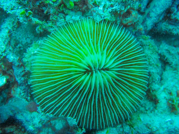 Гриб coral, Fungia — стокове фото
