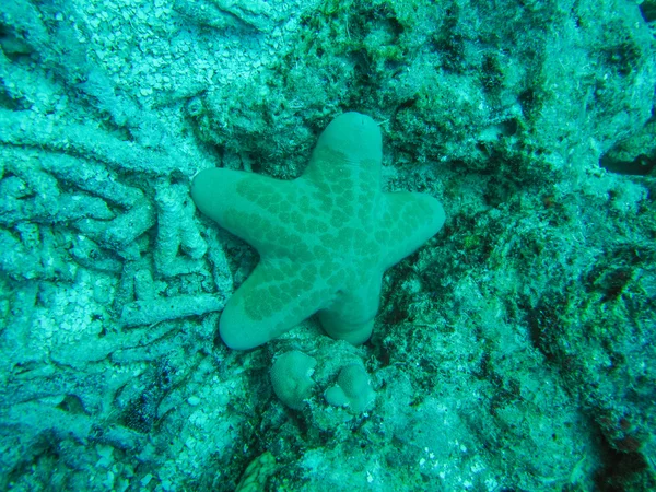 Estrela marinha — Fotografia de Stock