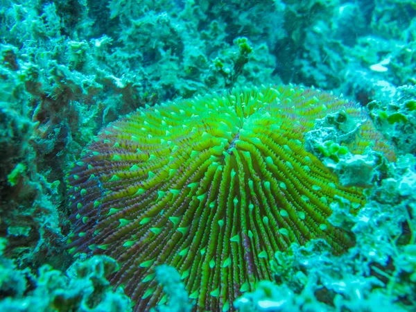 Fungia coral Imagem De Stock