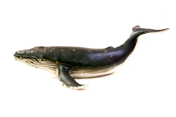 Горбатий кит Стокове Зображення