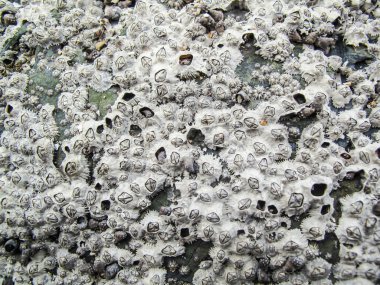 Kayanın üzerinde birçok barnacle