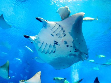 Deniz suyu Manta Ray