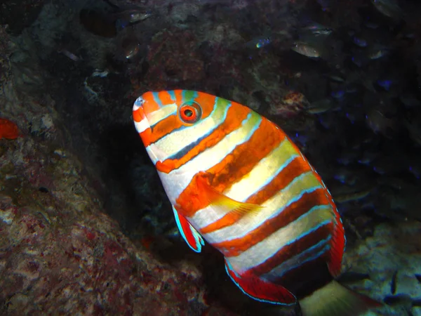 Peixe papagaio no recife de coral Imagem De Stock