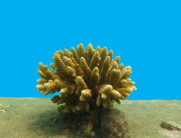 Juvenile staghorn coral — Stock Photo, Image