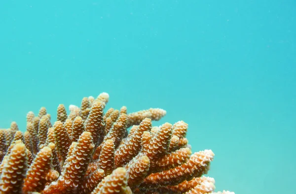 Korallen und blauer Schirm — Stockfoto