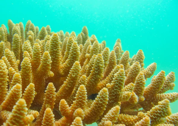 Barna staghorn coral — Stock Fotó