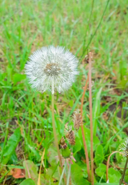 Vit maskros blomma — Stockfoto