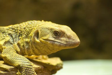 Monitör kertenkele için kapandı