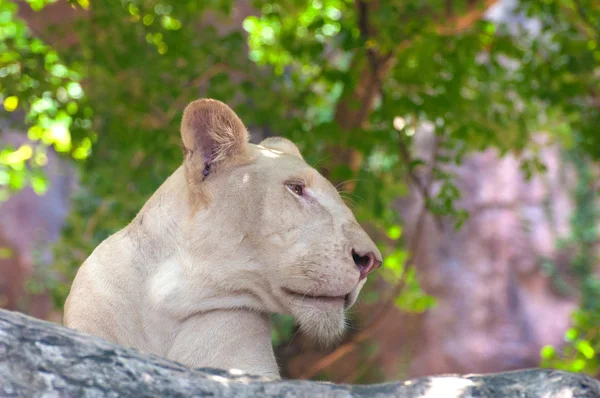 Female white lion — Stock Photo, Image