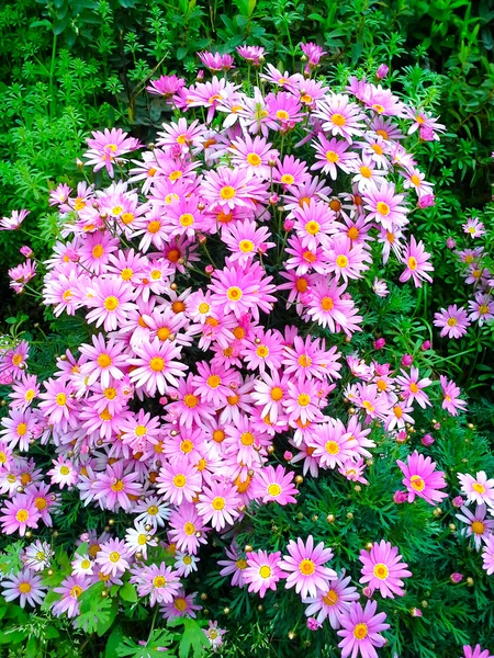 Flor de Margarita púrpura — Foto de Stock