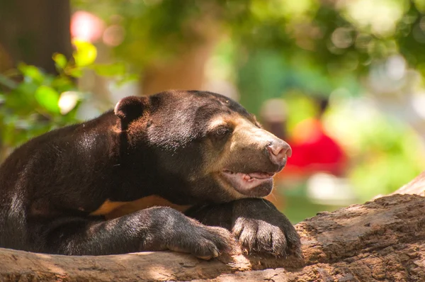 Медовий ведмідь у зоопарку — стокове фото